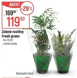 Globus Zelené rostliny Fresh green nabídka