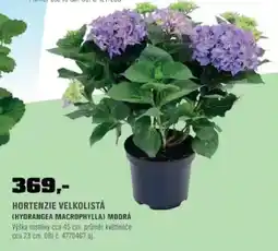 OBI Hortenzie velkolistá (hydrangea macrophylla) modrá nabídka