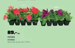 OBI Petúnie (petunia) nabídka
