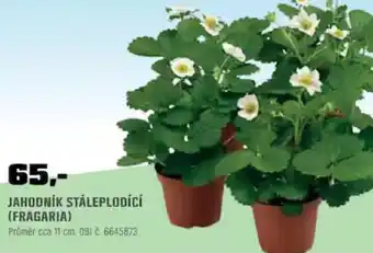 Jahodník stáleplodící (fragaria)