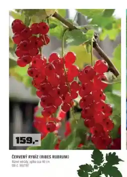 OBI Červený rybíz (ribes rubrum) nabídka