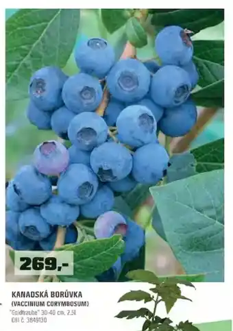 Kanadská borůvka (vaccinium corymbosum)