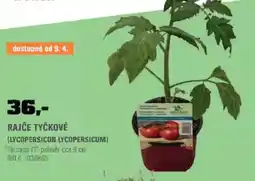 OBI Rajče tyčkové (lycopersicon lycopersicum) nabídka