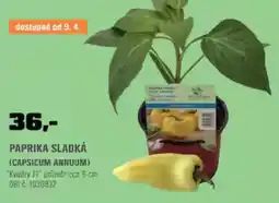 OBI Paprika sladká (capsicum annuum) nabídka