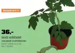 OBI Rajče keříčkové (solanum lycopersicum) nabídka