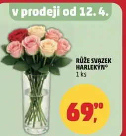 Penny Market Růže svazek harlekýn nabídka