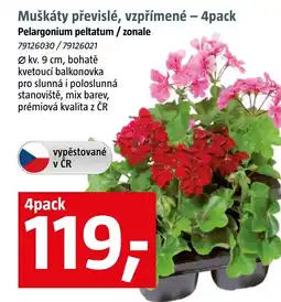 Bauhaus Muškáty převislé, vzpřímené nabídka