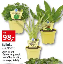Bauhaus Bylinky nabídka