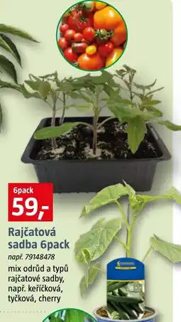 Bauhaus Rajčatová sadba nabídka