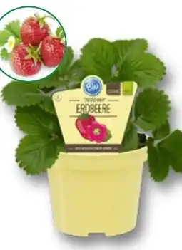 Bauhaus BIO jahodník nabídka