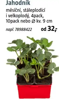 Bauhaus Jahodník nabídka