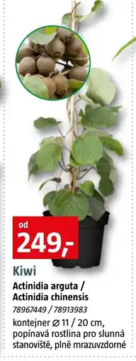 Bauhaus Kiwi nabídka