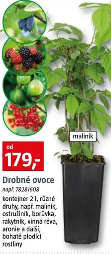 Bauhaus Drobné ovoce nabídka