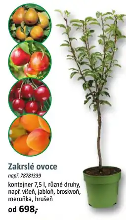 Bauhaus Zakrslé ovoce nabídka