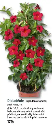 Bauhaus Dipladenie nabídka