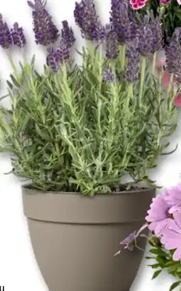 Bauhaus Levandule nabídka