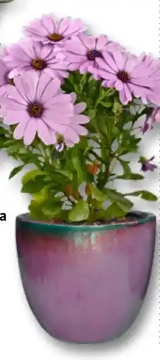 Bauhaus Dvoutvárka nabídka