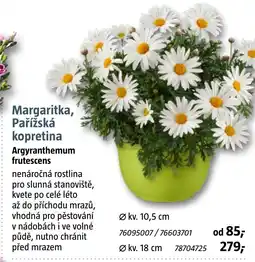 Bauhaus Margaritka, Pařížská kopretina nabídka