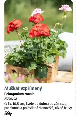 Bauhaus Muškát vzpřímený Pelargonium zonale nabídka