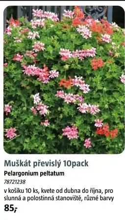 Bauhaus Muškát převislý nabídka