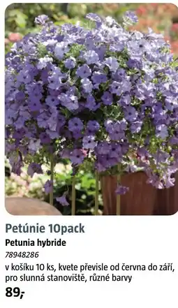 Bauhaus Petúnie nabídka