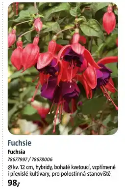 Bauhaus Fuchsie nabídka
