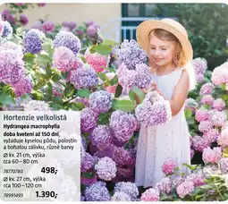 Bauhaus Hortenzie velkolistá nabídka