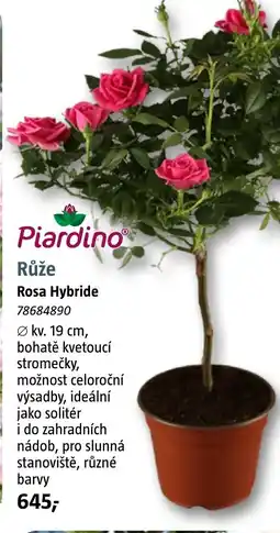 Bauhaus Růže Rosa Hybride nabídka
