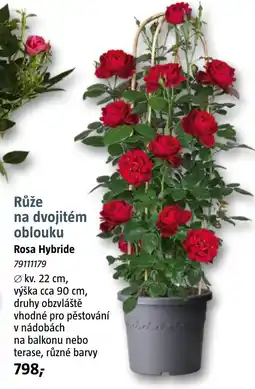 Bauhaus Růže na dvojitém oblouku nabídka