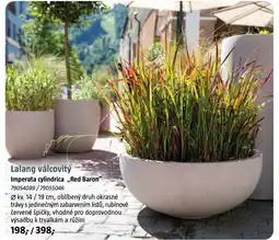 Bauhaus Lalang válcovitý Imperata cylindrica,,Red Baron" nabídka