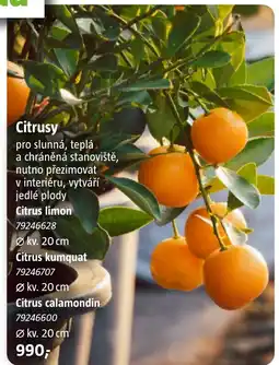 Bauhaus Citrusy nabídka