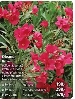 Bauhaus Oleandr Nerium nabídka