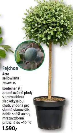Bauhaus Fejchoa Асса sellowiana nabídka