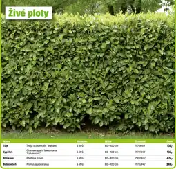 Bauhaus Živé ploty nabídka