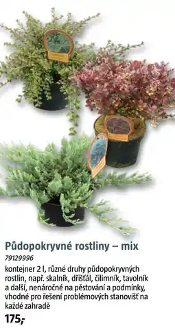 Bauhaus Půdopokryvné rostliny - mix nabídka