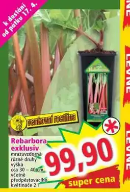 Norma Rebarbora exklusive nabídka