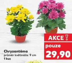 Kaufland Chryzantéma nabídka