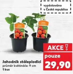 Kaufland Jahodník stáleplodící nabídka
