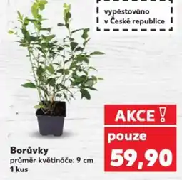 Kaufland Borůvky nabídka