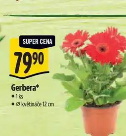 Albert Gerbera, pr. květináče 12 cm nabídka