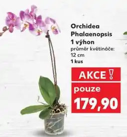 Kaufland ORCHIDEA PHALAENOPSIS nabídka