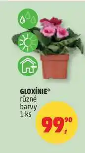 Penny Market GLOXÍNIE, 1 ks nabídka