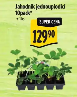 Albert Jahodník jednouplodící 10pack nabídka