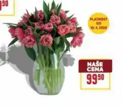 Billa Kytice nabídka