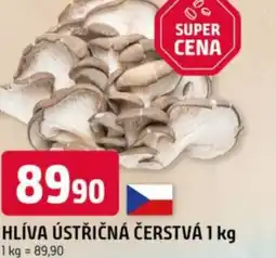 Trefa Hlíva ústřičná čerstvá nabídka