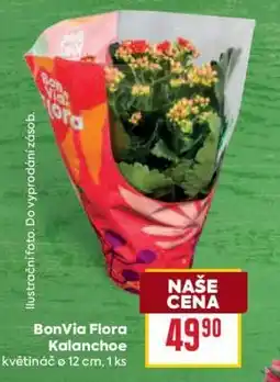 Billa BonVia Flora Kalanchoe nabídka