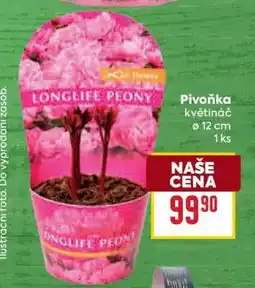 Billa PIVOŇKA nabídka