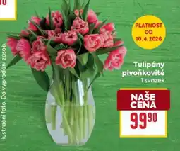 Billa Tulipány pivoňkovité nabídka