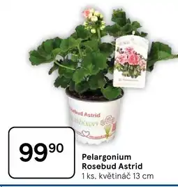 Tesco Pelargonium Rosebud Astrid nabídka
