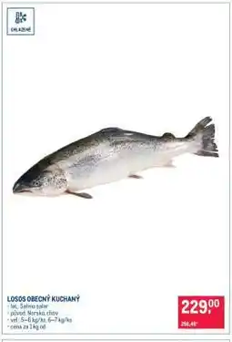 Makro Losos obecný kuchaný nabídka